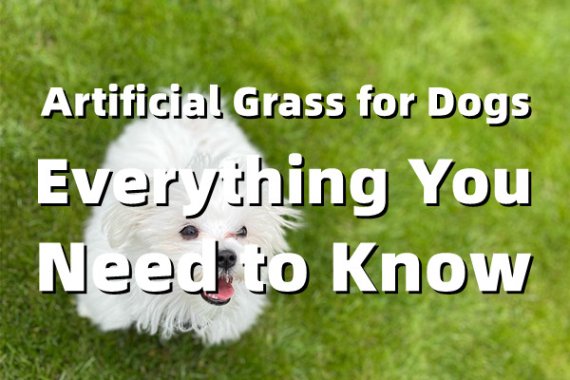 Artificial Grass for Dogs – Everything You Need to Know
